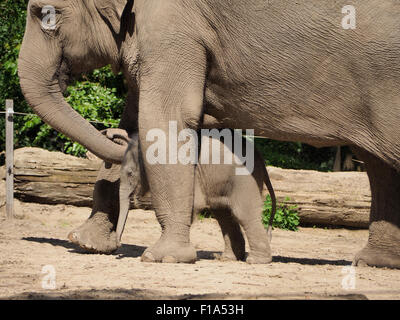 Madre elephant Bangka proteggendo la sua nuova nata figlio, 9 giorni. (Nato il 20 agosto 2015) Blijdorp Zoo di Rotterdam Paesi Bassi Foto Stock