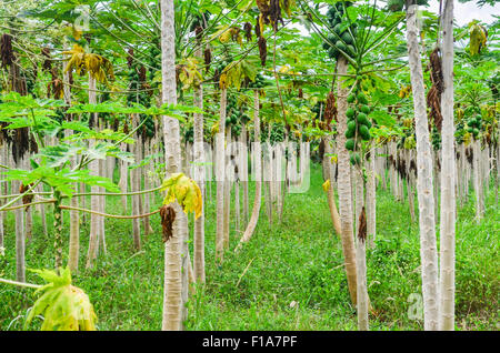 La papaia piantagione in Costa d Avorio / Costa d'Avorio Foto Stock