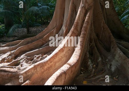 Radici quadrate di Ficus Macrophylla Tree (Moreton Bay fig) de La Concepcion botaniche e giardino storico di Malaga, in Andalusia Foto Stock