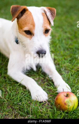 Parson Jack Russell Terrier cucciolo di cane pet, tan ruvida, rivestita all'esterno in posizione di parcheggio mentre la riproduzione con apple toy, ritratto, giacente Foto Stock