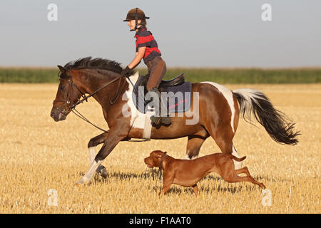 Ingelheim, Germania, ragazza scorre su un pony, accompagnato dal suo cane per un campo falciato Foto Stock
