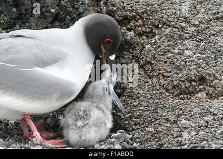 Swallow-tailed gull alimentazione di un pesce e il suo pulcino, genovesa, Galapagos Foto Stock