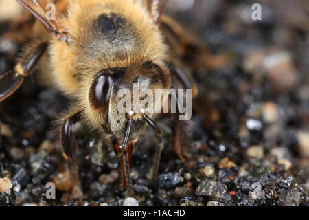 Torre Alfina, Italia, Honeybee acqua potabile sulla ghiaia Foto Stock