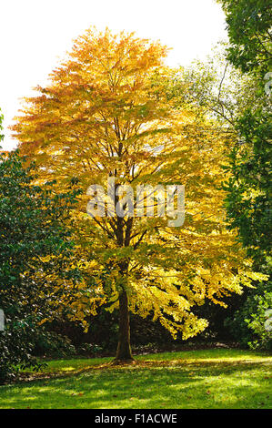 Autunno bello e mite Cercidiphyllum o katsura tree nel parco Foto Stock