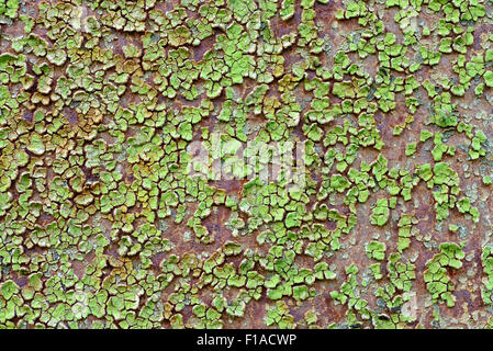 Gli sfondi e texture: vecchia vernice incrinata sul metallo arrugginito superficie astratta industriale Foto Stock