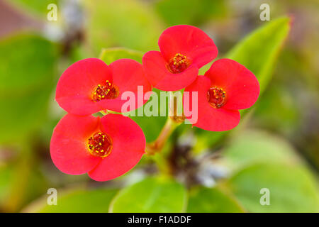 La corona di spine, Euphorbia milii splendens, fiore. Coltivate (nativi a Madagascar) Foto Stock