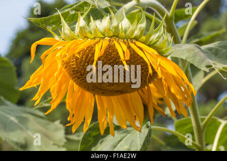 Impianto di semi di girasole fino vicino appassì. Foto Stock