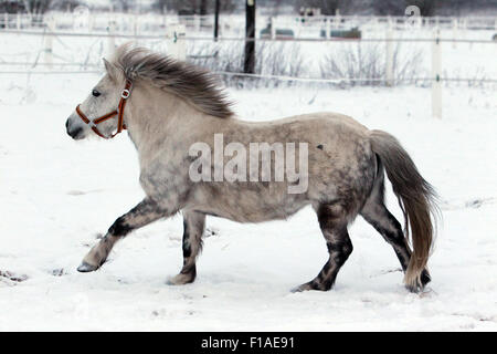 Koenigs Wusterhausen, Germania, pony Shetland al galoppo in inverno neve-coperta di accoppiamento Foto Stock