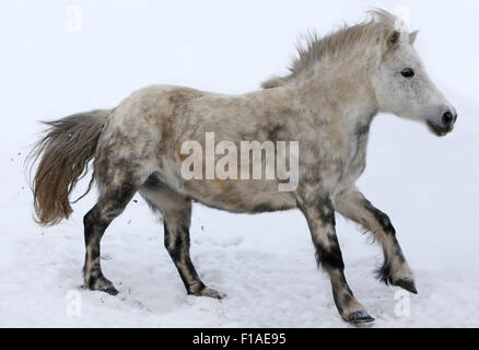 Koenigs Wusterhausen, Germania, pony Shetland al galoppo in inverno neve-coperta di accoppiamento Foto Stock