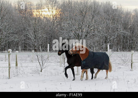 Koenigs Wusterhausen, Germania, il cavallo in inverno su un paddock nevoso Foto Stock