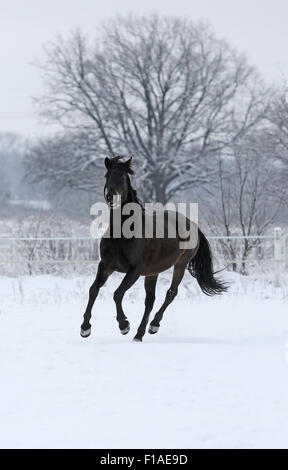 Koenigs Wusterhausen, Germania, Cavallo al galoppo in inverno neve-coperta di accoppiamento Foto Stock