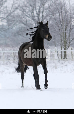 Koenigs Wusterhausen, Germania, Cavallo al galoppo in inverno neve-coperta di accoppiamento Foto Stock