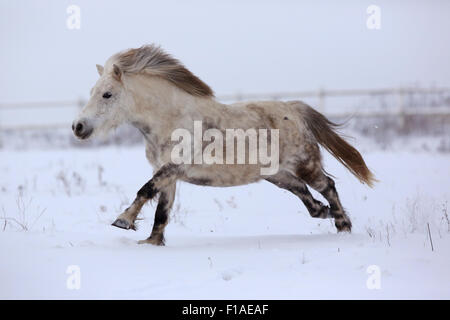 Koenigs Wusterhausen, Germania, pony Shetland al galoppo in inverno neve-coperta di accoppiamento Foto Stock