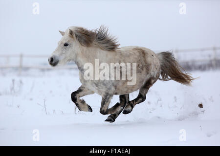 Koenigs Wusterhausen, Germania, pony Shetland al galoppo in inverno neve-coperta di accoppiamento Foto Stock