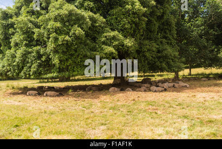 Pecore a Killerton, Devon, sotto un albero getting ombra dal calore di un inglese estate. Foto Stock