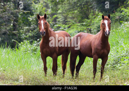 Due bellissimi cavalli marrone con strisce bianche sulla loro faccia stare in una giungla campo in Belize. Foto Stock