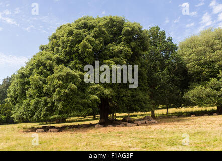 Pecore a Killerton, Devon, sotto un albero getting ombra dal calore di un inglese estate. Foto Stock