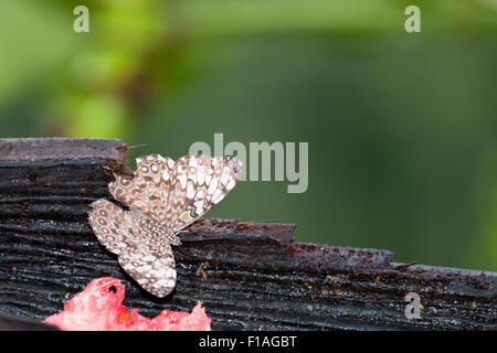 Un hamadras o grigio cracker farfalla posata su un trogolo di legno per mangiare un po' di frutta fresca in Belize. Foto Stock