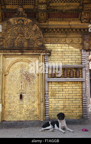 Cane di relax presso il Swayambhu Monkey Temple di Kathmandu Foto Stock