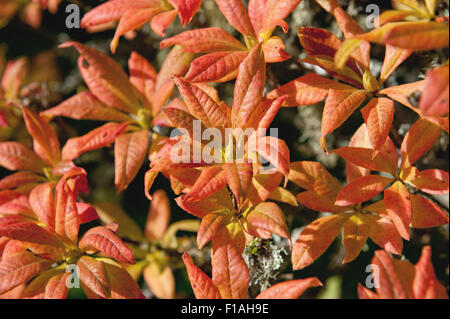 Bella giornata autunnale con foglie rosse Foto Stock