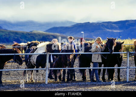 Cavalli islandesi a Ishestar centro ippico in Islanda. Foto Stock