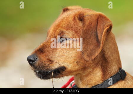 Vizsla cucciolo ritratto su verde al di fuori della messa a fuoco lo sfondo Foto Stock
