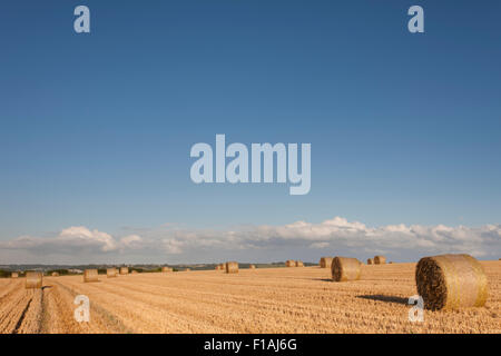 Round di balle di paglia Foto Stock