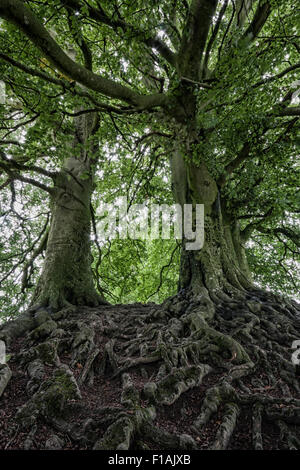 Esposti radici di albero di faggi su una banca del henge al Neolitico di Avebury Stone Circle e monumento henge, Wiltshire, Regno Unito Foto Stock