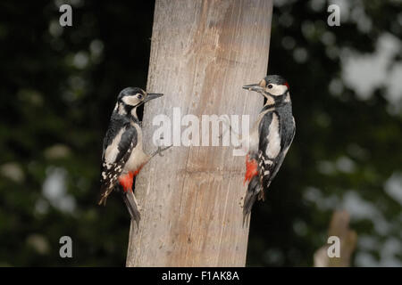 Maschio e femmina grande picchio maculato vis-a-vis sulla colonna Foto Stock