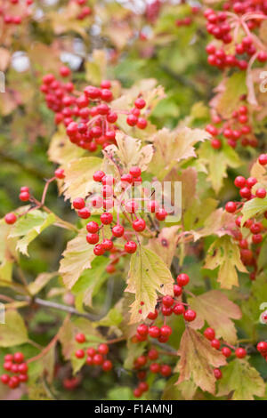 Viburnum opulus bacche. Viburno rose in tarda estate. Foto Stock