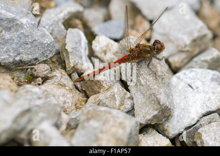 Rosso-venato darter poggia sulla zavorra di calcare Foto Stock