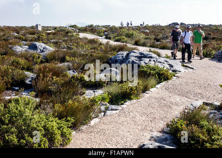 Città del Capo Sud Africa,Africa,Table Mountain National Park,riserva naturale,top,escursioni,sentiero,escursionisti,escursioni,adulti uomo uomini maschi, amici,visitatori t Foto Stock