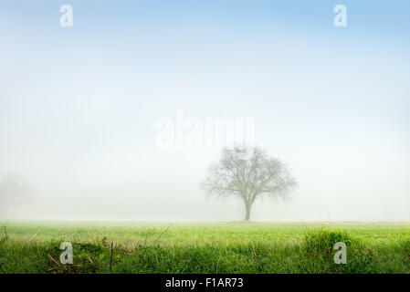 Albero nella prateria in mattinata nebbiosa Foto Stock