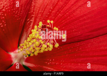 Bel rosso fiori di ibisco, macro Foto Stock