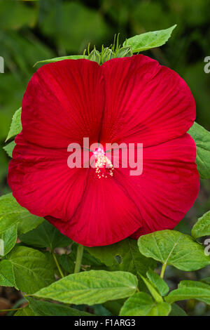 Bel rosso fiori di ibisco Foto Stock