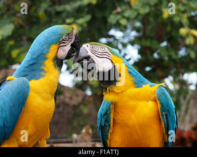 Coppia di giallo e blu Macaws mostrando affetto Foto Stock