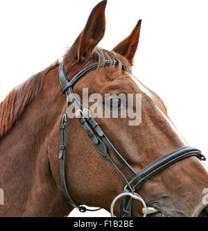 Close up colpo alla testa di un cavallo marrone su sfondo bianco Foto Stock