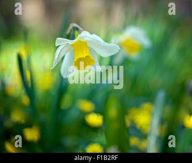 Un forte daffodil testa, petali di colore bianco con un giallo tromba fra uno sfondo sfocato di soleggiato verde e giallo celandine. Foto Stock