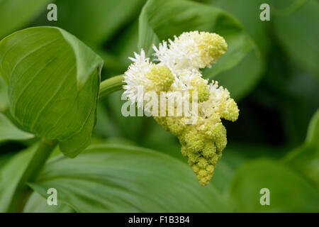 Falso di Salomone guarnizione - Maianthemum racemosum nativo della North American Boschi Foto Stock