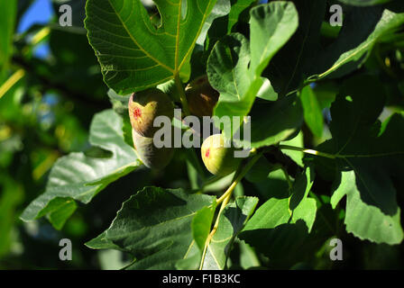 Fichi su un albero Foto Stock