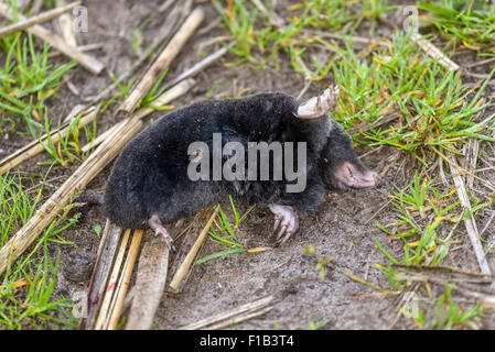 Morto mole europea (talpa europaea), altmark, LA SASSONIA-ANHALT, Germania Foto Stock