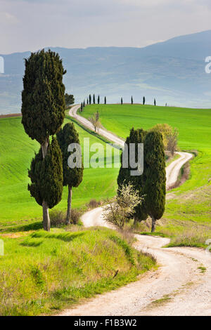 Paesaggio toscano con cipressi lungo una strada di campagna, a Pienza, Val d'Orcia, in Toscana, in provincia di Siena, Italia Foto Stock