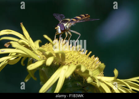 Hoverfly (Sphaerophoria scripta) alimentazione sulla pianta in East Sussex, Regno Unito Foto Stock