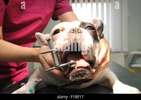 Zepernick, la Germania, la preparazione chirurgica in un bulldog francese Foto Stock