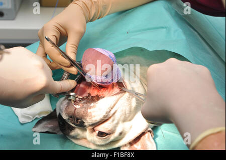 Zepernick, Germania, operando a un bulldog francese Foto Stock