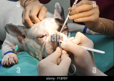 Zepernick, Germania, operando a un bulldog francese Foto Stock