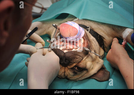 Zepernick, Germania, operando a un bulldog francese Foto Stock