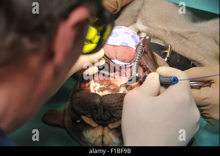 Zepernick, Germania, operando a un bulldog francese Foto Stock