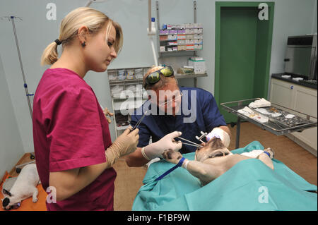 Zepernick, Germania, operando a un bulldog francese Foto Stock