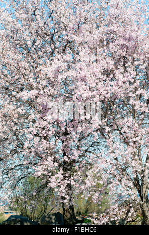 Mandorlo, crescente selvatici in Spagna, coperto di una massa di fiori di colore rosa. Inizio della primavera in un pomeriggio soleggiato con cielo blu Foto Stock